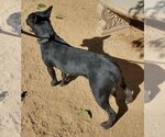 Small #5 Labrador Retriever