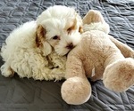 Small Photo #2 Cocker Spaniel-Poodle (Miniature) Mix Puppy For Sale in HERRIMAN, UT, USA