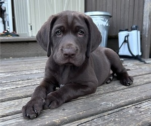 Medium German Shorthaired Lab