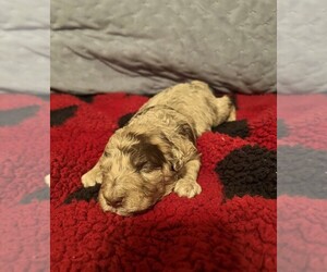 Goldendoodle (Miniature) Puppy for sale in MELROSE, IA, USA