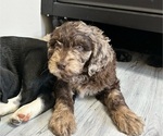 Small Photo #4 Labradoodle Puppy For Sale in SALT LAKE CITY, UT, USA