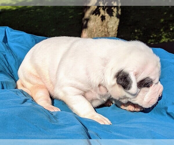 Medium Photo #20 American Bulldog Puppy For Sale in MILLS RIVER, NC, USA