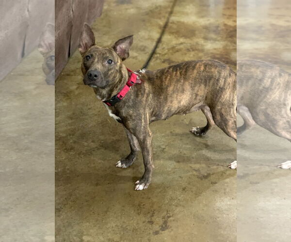 Medium Photo #12 American Pit Bull Terrier-Unknown Mix Puppy For Sale in Oakhurst, NJ, USA
