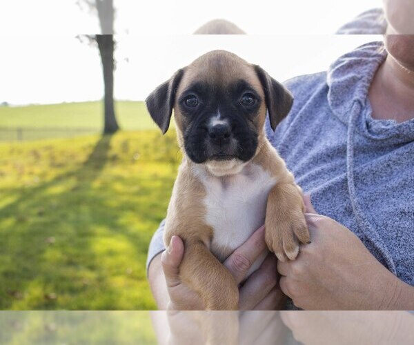 Medium Photo #3 Boxer Puppy For Sale in MILLERSBURG, OH, USA
