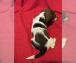 Small Photo #9 Dachshund Puppy For Sale in LARGO, FL, USA
