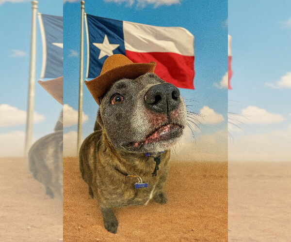 Medium Photo #10 Catahoula Leopard Dog-Labrador Retriever Mix Puppy For Sale in Houston, TX, USA