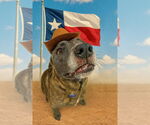 Small #9 Catahoula Leopard Dog-Labrador Retriever Mix