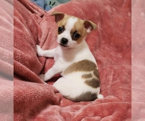 Medium Chihuahua