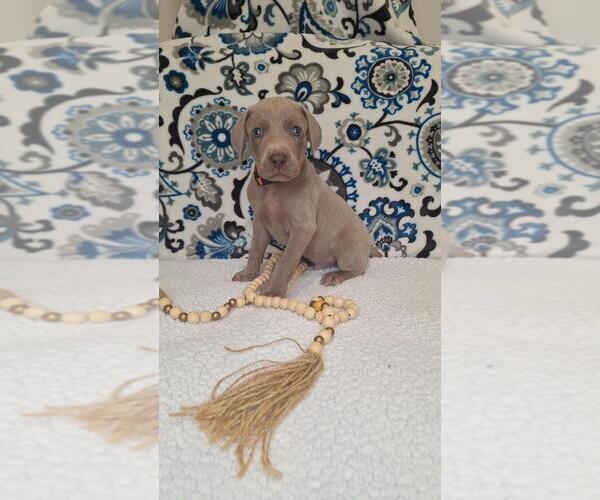 Medium Photo #4 Weimaraner Puppy For Sale in LEWISBURG, KY, USA