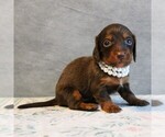 Puppy Dolly Dachshund