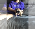 Small Photo #2 French Bulldog Puppy For Sale in SPARKS, NV, USA