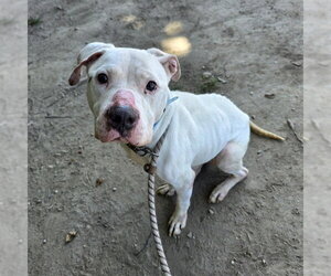 Mutt Dogs for adoption in Long Beach, CA, USA