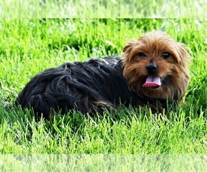 Mother of the Morkie puppies born on 01/02/2025