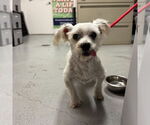 Small #1 Maltese