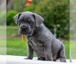Small #1 Cane Corso