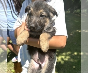 German Shepherd Dog Puppy for sale in WILMINGTON, IL, USA