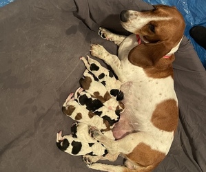 Mother of the Basset Hound puppies born on 08/18/2022
