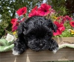 Small Photo #4 Mal-Shi-Poodle (Toy) Mix Puppy For Sale in OREGON CITY, OR, USA