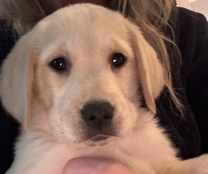 Golden Labrador Puppy for sale in BRUNSWICK, ME, USA