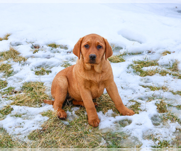 Medium Photo #1 Labrador Retriever Puppy For Sale in SYRACUSE, IN, USA