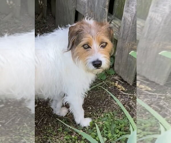 Medium Photo #6 Jack Russell Terrier-Unknown Mix Puppy For Sale in Evansville, IN, USA