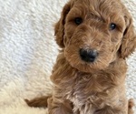 Small #3 Goldendoodle