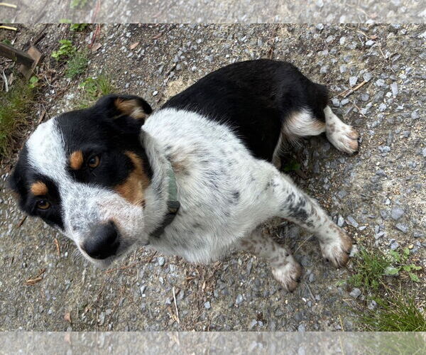Medium Photo #3 Australian Shepherd Puppy For Sale in Scottsboro, AL, USA