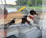 Small Photo #4 Colonial Cocker Spaniel-Retriever  Mix Puppy For Sale in Fargo, ND, USA
