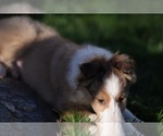 Small Photo #4 Shetland Sheepdog Puppy For Sale in HONEY BROOK, PA, USA