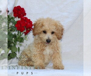 Bichpoo Puppy for sale in RISING SUN, MD, USA