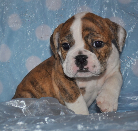 Medium Photo #1 Bulldog Puppy For Sale in ROYSE CITY, TX, USA