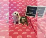 Small #2 Bichon Frise