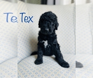 Poodle (Standard) Puppy for Sale in SHELBY, North Carolina USA