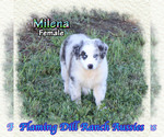 Small #3 Miniature Australian Shepherd