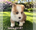 Small #12 Pembroke Welsh Corgi