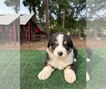 Puppy Tucker Australian Shepherd