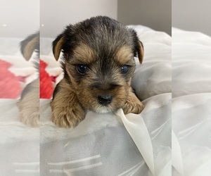 Yorkshire Terrier Puppy for sale in ROCK HILL, SC, USA