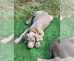 Small Photo #21 Weimaraner Puppy For Sale in WHITE HALL, AR, USA