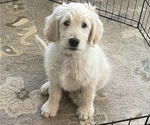 Small Photo #2 Goldendoodle Puppy For Sale in CANTON, GA, USA