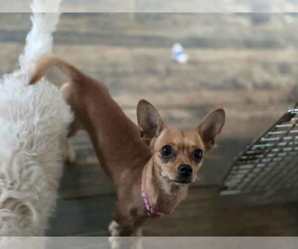 Medium Photo #2 Chihuahua-Unknown Mix Puppy For Sale in New London, WI, USA