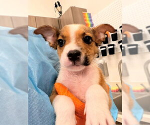 Mutt Dogs for adoption in Baytown, TX, USA