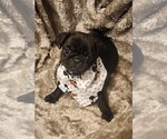Small Photo #5 Pug Puppy For Sale in WHITTIER, NC, USA
