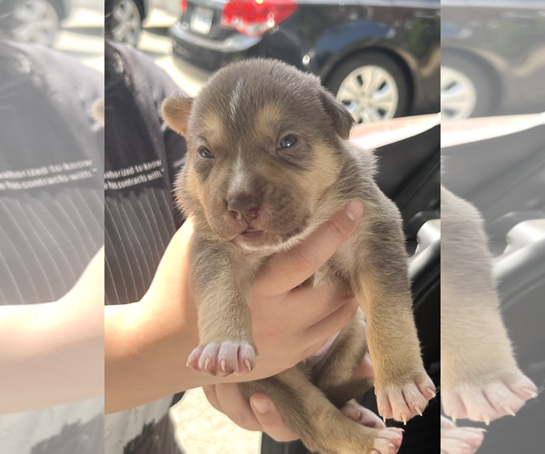 Medium Photo #3 Mutt Puppy For Sale in Rockville, MD, USA