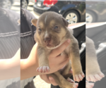 Small #2 Mutt