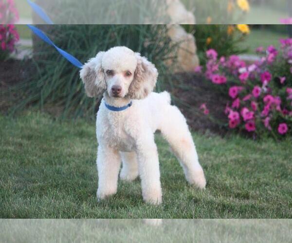 Medium Photo #1 Goldendoodle (Miniature) Puppy For Sale in BRINKHAVEN, OH, USA