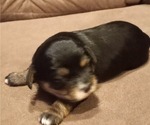 Small #14 Aussie-Corgi-Cavalier King Charles Spaniel Mix