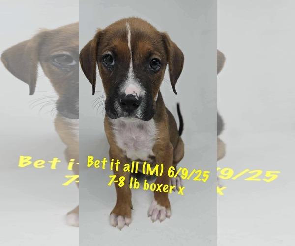 Medium Photo #2 Boxer-Unknown Mix Puppy For Sale in pomfret, CT, USA