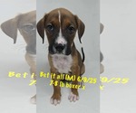 Small #1 Boxer Mix