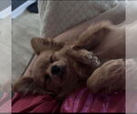 Small #1 Pomeranian