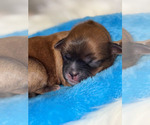 Small #1 Shorkie Tzu